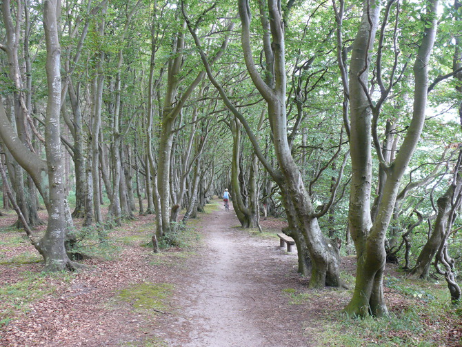 Ferienhaus in Breege - Lindner - mit dem Rad durch den M&auml;rchenwald