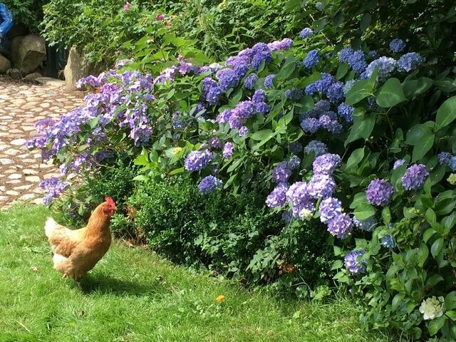 Ferienwohnung in Groß Wittensee - Hoheluft am Wittensee Apt. 1 - Bild 25
