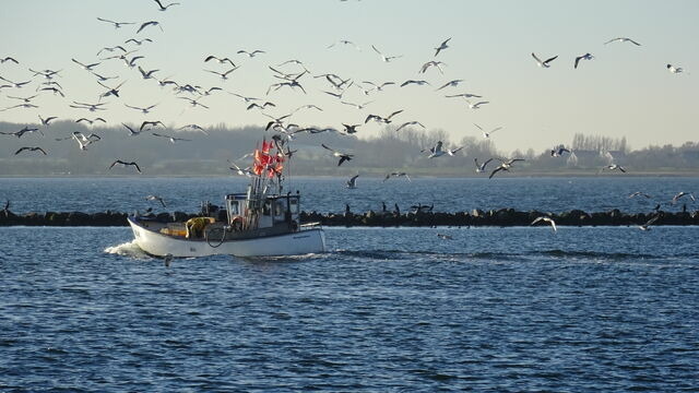 Ferienwohnung in Fehmarn OT Burgtiefe - Ferienwohnung Trumann Nr. 2 "Lachm&ouml;we" - Bild 13