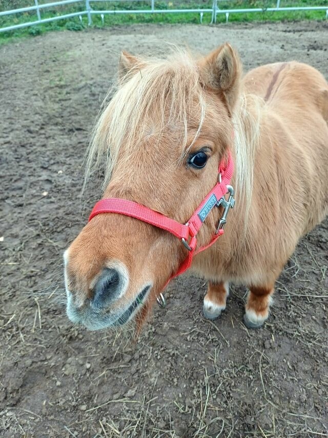 Ferienwohnung in Gr&ouml;mitz - "Pappelhof - Whg. 10" - Bild 22