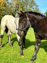 Ferienwohnung in Gr&ouml;mitz - "Pappelhof - Whg. 10" - Bild 25