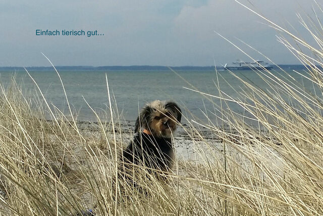 Ferienwohnung in Wendtorf - Whg. Seeschwalbe - Haus Nordlichter - Bild 12