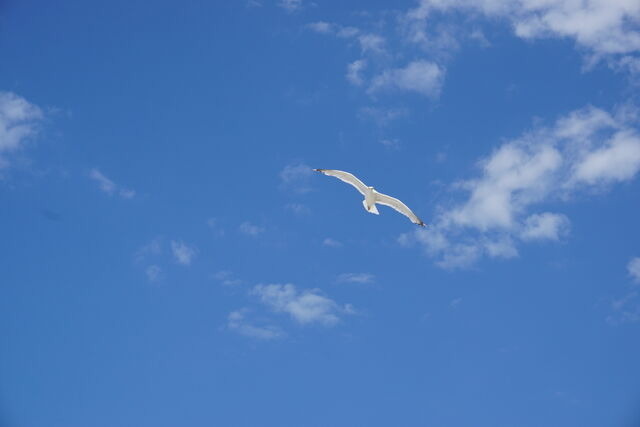 Ferienhaus in Ostseeheilbad Zingst - Kranich - Bild 14