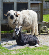 Ferienwohnung in Fehmarn OT Staberdorf - Tenne 2, inkl. 1 Parkplatz - Bild 14