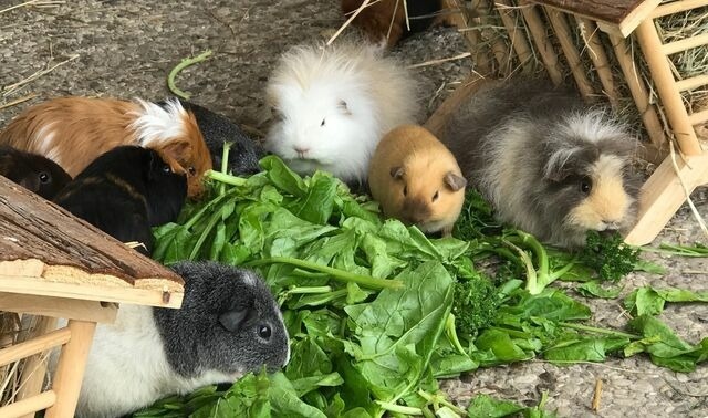 Ferienwohnung in Fehmarn OT Staberdorf - Tenne 2, inkl. 1 Parkplatz - Bild 17