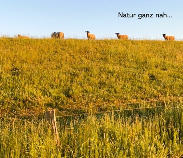 Ferienwohnung in Wendtorf - Meeresbrise - Bild 22