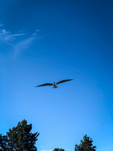 Ferienhaus in Glücksburg - Ferienhaus Außenförde - Bild 24