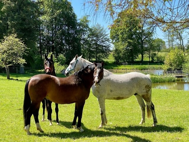 Ferienwohnung in Rieseby - Gut B&uuml;chenau - Ferienwohnung Meeresbrise - Bild 25