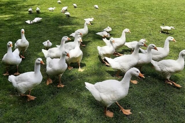 Ferienwohnung in Gro&szlig;enbrode - Landidyll - Bild 14