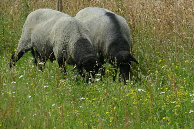 Ferienwohnung in Gelting-Niesgrau - Ferienwohnung Hafenblick Ferienhof Geltinger Bucht - Bild 18