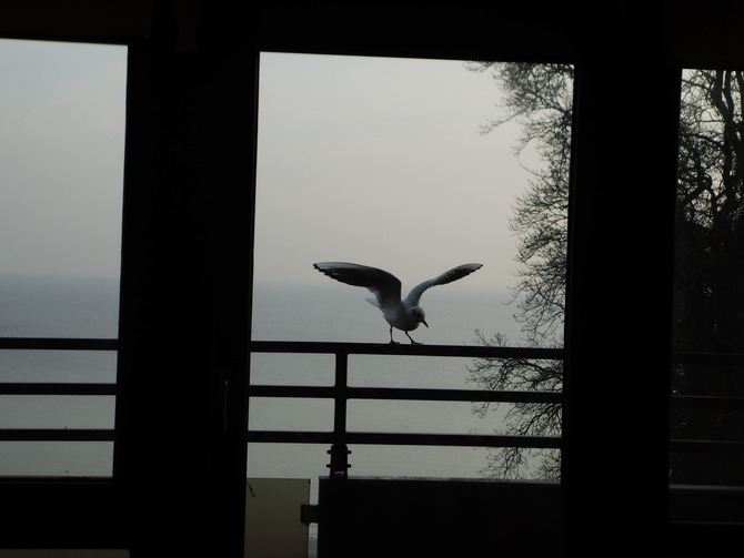 Ferienwohnung in Scharbeutz - Residence Sea View - M&ouml;we zu Besuch